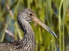 limpkin-13