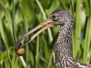 limpkin-14