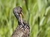 limpkin-15