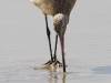 marbled-godwit-01