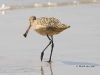 marbled-godwit-02