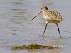 marbled-godwit-03