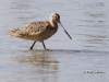 marbled-godwit-04