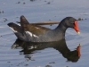 moorhen-01