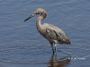 red-egret-01
