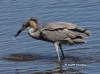red-egret-02