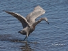red-egret-03
