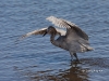 red-egret-04