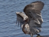 red-egret-05
