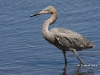 red-egret-06