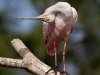 roseate-spoonbill-01