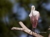 roseate-spoonbill-02
