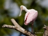 roseate-spoonbill-03