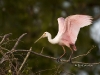 roseate-spoonbill-04