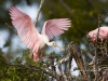 roseate-spoonbill-05