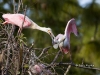 roseate-spoonbill-06