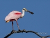 roseate-spoonbill-07