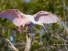 roseate-spoonbill-08