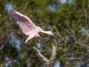 roseate-spoonbill-09