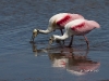 roseate-spoonbill-10