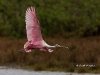 roseate-spoonbill-11