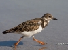 ruddy-turnstone-01