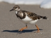 ruddy-turnstone-02