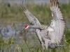 sandhill-crane-01