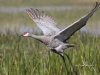 sandhill-crane-02