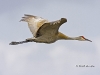 sandhill-crane-03