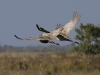 sandhill-crane-04
