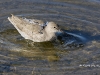sandpiper-01