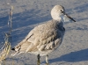 sandpiper-02