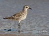 shore-bird-01
