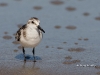shore-bird-02