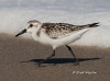 shore-bird-03