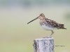 snipe-01