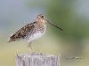 snipe-02