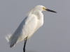 snowy-egret-01
