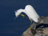 snowy-egret-02
