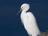 snowy-egret-03
