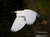 snowy-egret-04