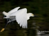 snowy-egret-05