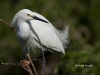 snowy-egret-06