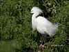 snowy-egret-07