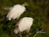 snowy-egret-08