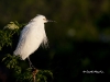 snowy-egret-09
