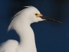 snowy-egret-10