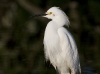 snowy-egret-11