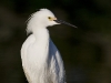 snowy-egret-12